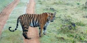 Detik-Detik Mencekam Emak-Emak Duel Lawan Harimau dengan Tangan Kosong demi Selamatkan Putranya