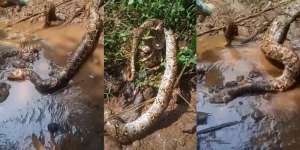 Nasib Tragis Ular Piton 4 Meter Segede Paha di Kali Sunter, Digebuki Pemancing Sampai Penuh Luka
