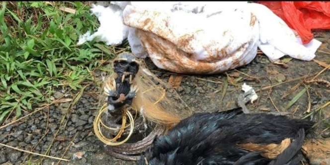 Geger Temuan Jenglot Dibungkus Kafan di Bogor, Berbadan Ular dan Dililit Gelang Emas