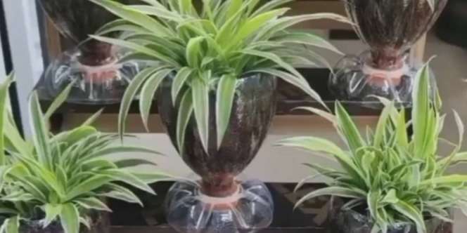 Ubah Botol Plastik Bekas Jadi Pot Tanaman Estetik