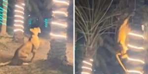 Video Detik-Detik Singa Jadi Tamu Tak Diundang di Pesta Nikahan, Semua Terbirit-birit Dikejar hingga Panjat Pohon