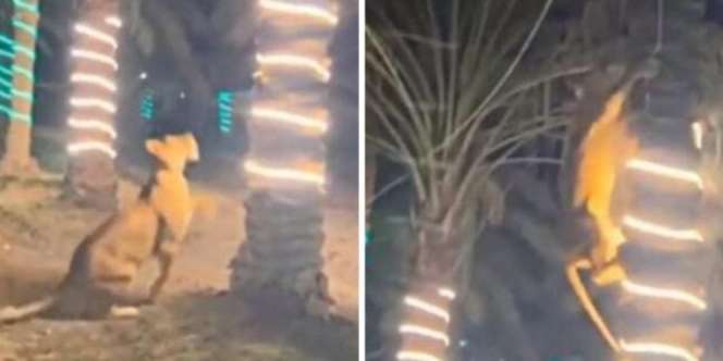 Video Detik-Detik Singa Jadi Tamu Tak Diundang di Pesta Nikahan, Semua Terbirit-birit Dikejar hingga Panjat Pohon