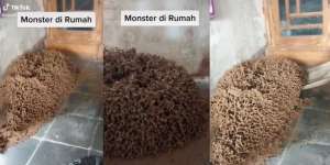 Penampakan Gundukan Sarang Rayap Raksasa Tempati Lantai Rumah Bikin Merinding