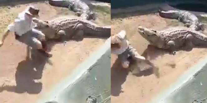 Ngeri! Detik-Detik Pawang Digigit Buaya Saat Atraksi di Kebun Binatang