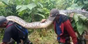 Viral! 9 Warga Desa di Sultra Tangkap Ular Piton 7 Meter Sebesar Batang Pohon Kelapa, Dagingnya Dijual Cuma Laku Rp680 Ribu