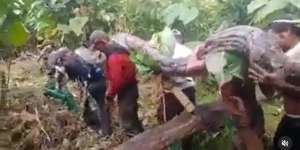 Viral! 8 Potret Penemuan Ular Raksasa di Hutan Sulawesi, Diangkat 9 Orang Masih Gak Kuat!