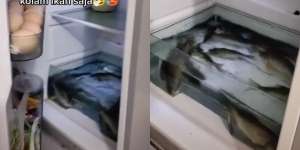 Simpan Ikan Hidup, Kulkas Ini Berubah Jadi 'Empang'