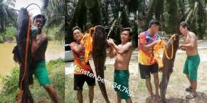 Heboh Video Penangkapan Ikan 'Lele' Raksasa Segede Manusia Dewasa, Butuh Dua Orang Buat Menyeretnya ke Daratan
