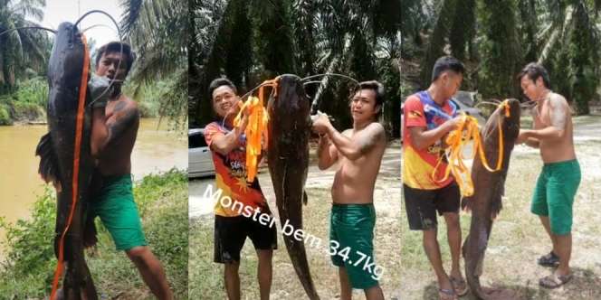 Heboh Video Penangkapan Ikan 'Lele' Raksasa Segede Manusia Dewasa, Butuh Dua Orang Buat Menyeretnya ke Daratan