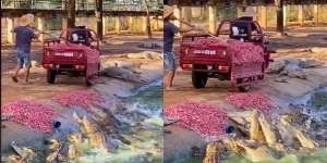 Seolah Setor Nyawa! Pria Ini Turun dari Motor Beri Makan Buaya, Aksinya Bikin Ngeri