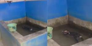 Bikin Jantungan! Dengar Suara Orang Mandi Larut Malam, Pas Dicek Temukan Sosok Tak Terduga di Bak Mandi