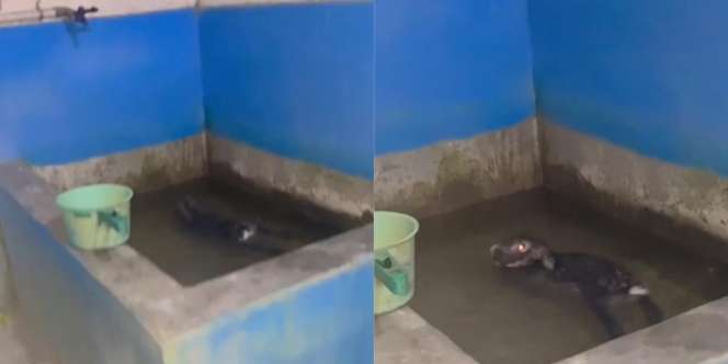 Bikin Jantungan! Dengar Suara Orang Mandi Larut Malam, Pas Dicek Temukan Sosok Tak Terduga di Bak Mandi
