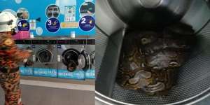 Dikira Cucian Masih Basah Tertinggal dalam Mesin Cuci Laundry, Pas Dicek Ternyata Ular Piton