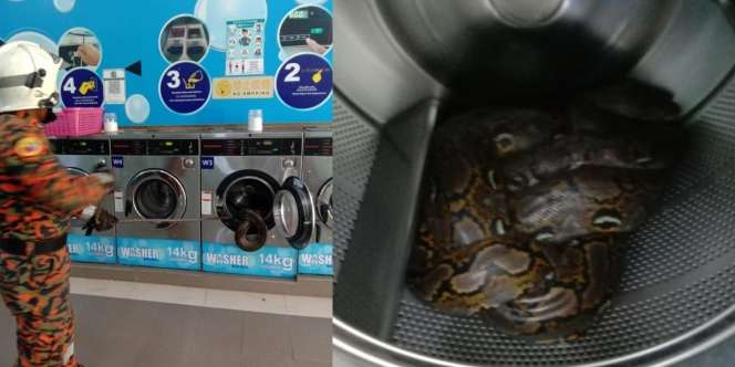 Dikira Cucian Masih Basah Tertinggal dalam Mesin Cuci Laundry, Pas Dicek Ternyata Ular Piton