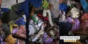 Viral Penemuan Ular Piton Raksasa di Tumpukan Kain Tempat Sablon, Telurnya Banyak Banget Bikin Merinding
