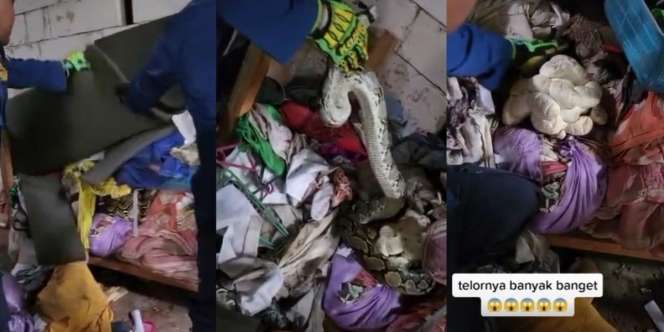 Viral Penemuan Ular Piton Raksasa di Tumpukan Kain Tempat Sablon, Telurnya Banyak Banget Bikin Merinding