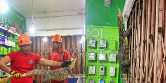 Viral Video Biawak Panjat Toko Pulsa, Warganet: Pura-pura Jadi Jam Dinding