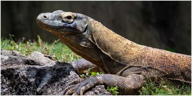 3 Arti Biawak Masuk Rumah Berdasarkan Waktunya, Bisa Menjadi Pertanda Baik dan Buruk