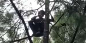 Fakta di Balik Viralnya Pria Nangkring di Atas Pohon Pinus Selama 13 Hari