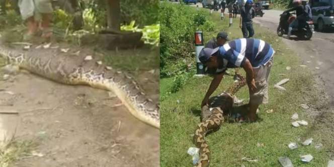 Heboh Penemuan Ular Piton Monster Sepanjang Tujuh Meter, Tak Bisa Gerak Usai Telan Anak Sapi dan Kambing