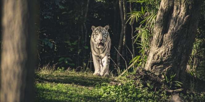 10 Arti Mimpi Dikejar Harimau, Jadi Simbol Ketakutan terhadap Tantangan Hidup yang Keras