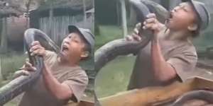 Miris, Seorang Pawang di Trenggalek Meninggal Usai Digigit Ular Kobra Peliharaannya Sendiri