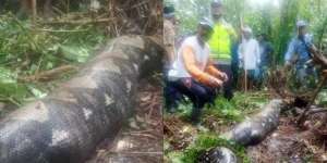 Piton Telan Bulat-Bulat Manusia Terjadi Lagi! Jasad Utuh Nenek Penyadap Karet di Jambi Ditemukan dalam Tubuh Ular