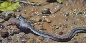 Heboh Penemuan Ular Naga Jawa