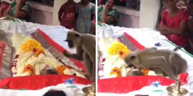 Viral Momen Sedih Monyet Berpisah dengan Majikan, Usap dan Cium Wajah Jenazah Tuannya