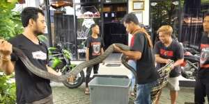 Panji Petualang Coba Jinakkan Ular King Kobra Viral Asal Trenggalek yang Tewaskan Pawangnya, Gedenya Hampir Sebesar Garaga