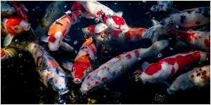 7 Arti Mimpi Melihat Ikan Banyak, Salah Satunya Berkaitan dengan Hubungan Asmara yang Membahagiakan