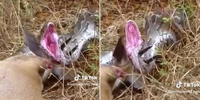 Akibat Terlalu Serakah Memangsa Rusa Sebesar Sapi, Piton Raksasa Sekarat Tubuhnya Ditembus Tanduk