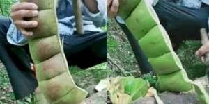Heboh Video Petai Raksasa, Ternyata Tak Dianjurkan untuk Dimakan
