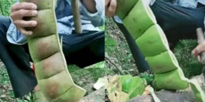 Heboh Video Petai Raksasa, Ternyata Tak Dianjurkan untuk Dimakan