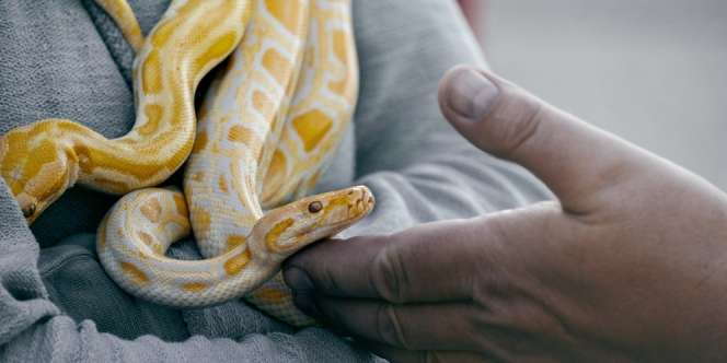 11 Arti Mimpi Menangkap Ular yang Bisa Jadi Alarm untuk Selalu Waspada