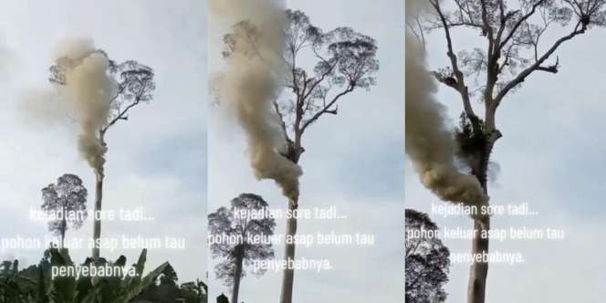 Fenomena Alam Aneh dan Misterius, Pohon Ini Keluarkan Asap dan Api tapi Sekitarnya Tidak Terjadi Kebakaran, Pertanda Apa?