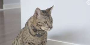 Kucing Ini Jadi yang Tertinggi di Dunia, Tingginya Sampai 47 Cm