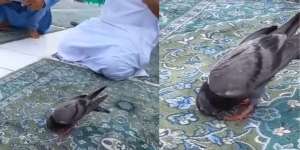 Viral Video Burung Merpati Sujud Bareng Jemaah Umrah