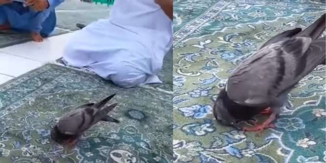 Viral Video Burung Merpati Sujud Bareng Jemaah Umrah