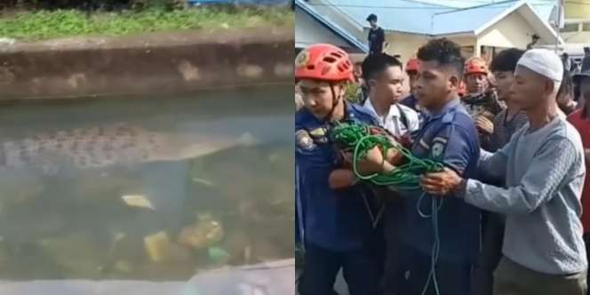 Geger Buaya Nyasar ke Perkampungan Warga di Maros, Digotong Warga Sekampung