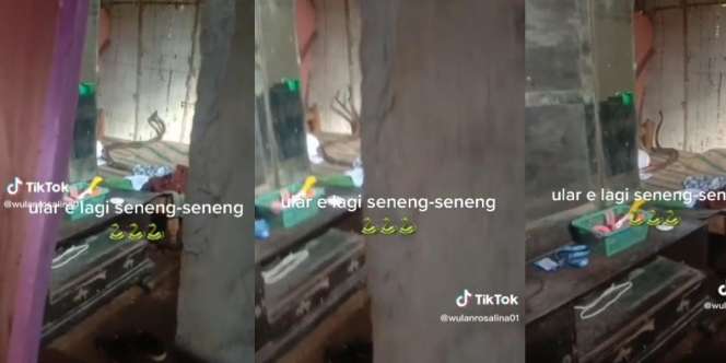 Dengar Suara Berisik dari Kamar, Pas Dicek Dua Ular Besar Lagi `Senang-Senang` Kawin di Atas Ranjang