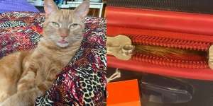 Viral Bulu Kucing `Oyen` Gegerkan Bandara, Pemilik Mengaku Milik Tetangga yang Nyelonong Masuk Koper
