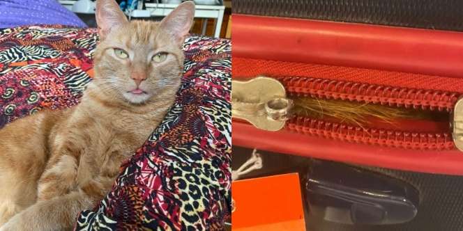 Viral Bulu Kucing `Oyen` Gegerkan Bandara, Pemilik Mengaku Milik Tetangga yang Nyelonong Masuk Koper