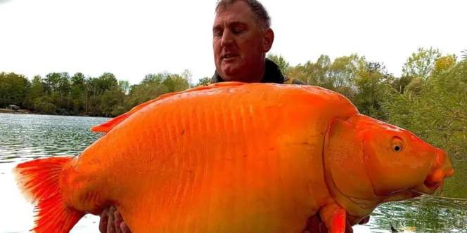 Alasan Jangan Sembarangan Buang Ikan Mas Koki Peliharaan di Alam Liar, Nanti Bisa Jadi Monster!