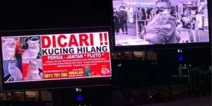 Viral Sayembara Mencari Kucing Hilang di Batam, Sebar Pengumuman Pakai Billboard dengan Hadiah Fantastis