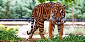 13 Arti Mimpi Melihat Harimau Loreng yang Kerap Bikin Ketar-Ketir, Apa Saja?