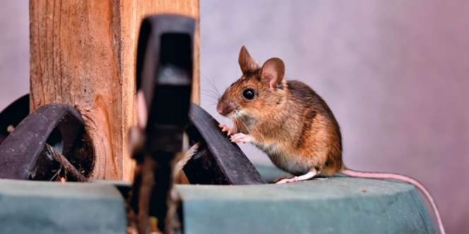 10 Arti Mimpi Tikus yang Kerap Dipercaya Sebagai Tanda Kesialan, Benarkah?