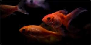 7 Arti Mimpi Menangkap Ikan Mas yang Bawa Pertanda Baik tentang Pekerjaan hingga Keberhasilan