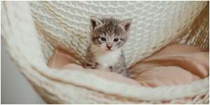 9 Arti Mimpi Anak Kucing, Bersiap Naik Jabatan Kerja