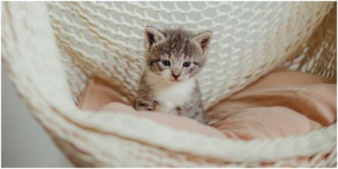 9 Arti Mimpi Anak Kucing, Bersiap Naik Jabatan Kerja
